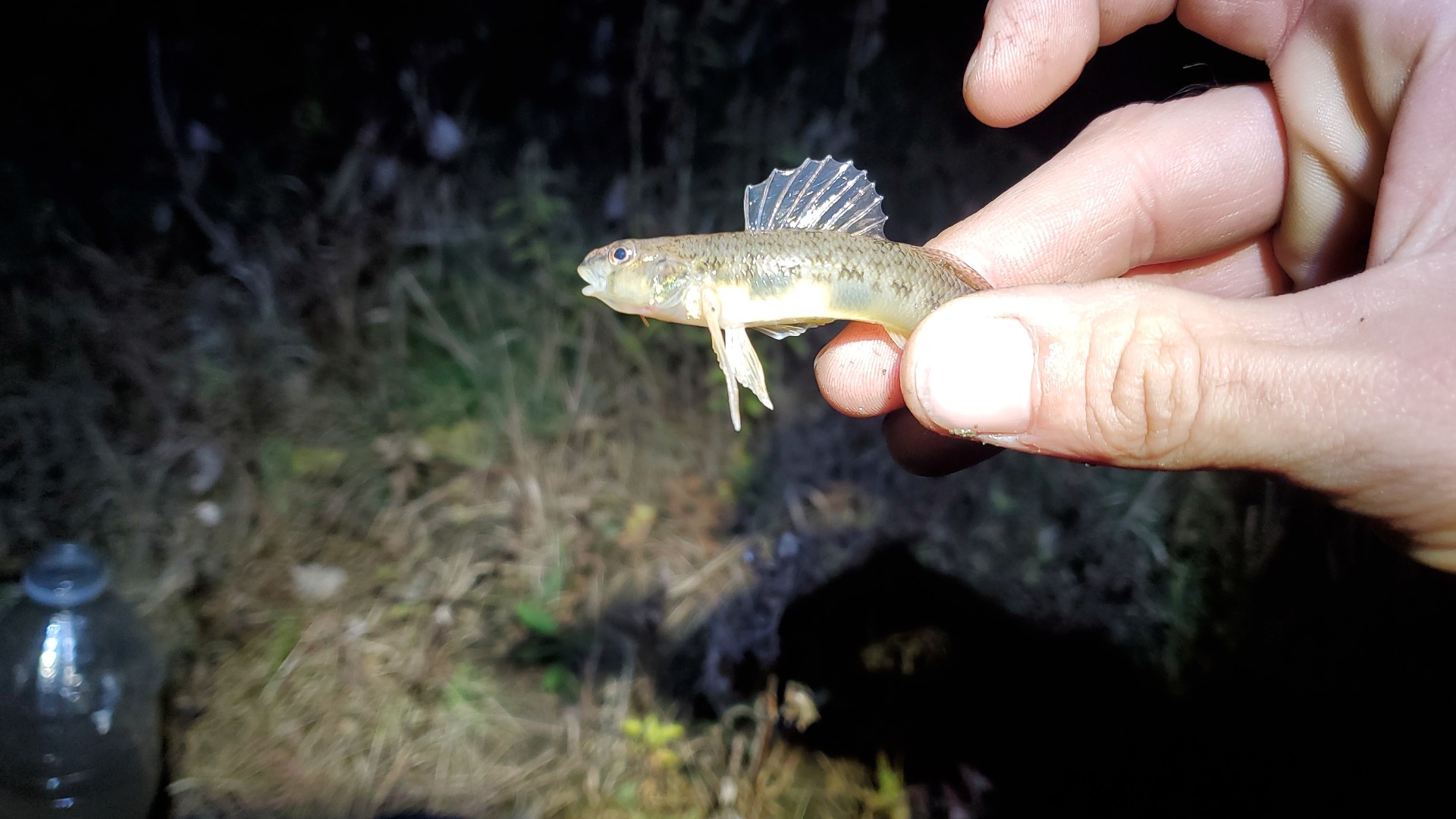 Johnny darter (Etheostoma nigrum)