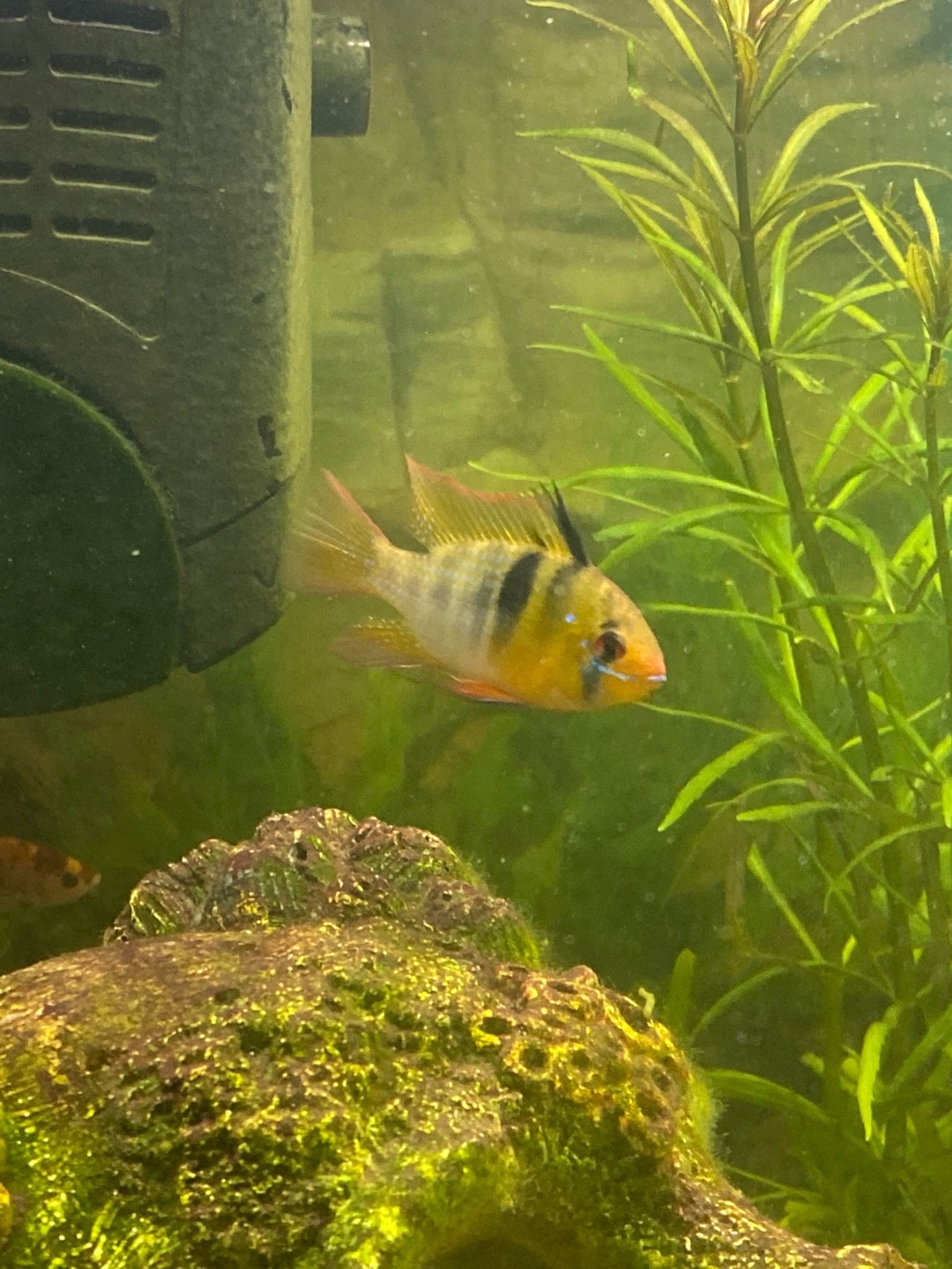 Südamerikanischer schmetterlingsbuntbarsch (Mikrogeophagus ramirezi)