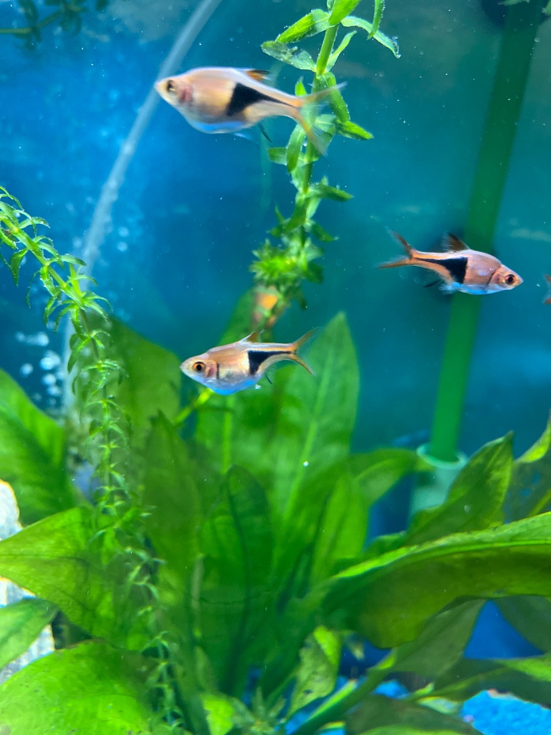 Rasbora arlequin (Trigonostigma heteromorpha)