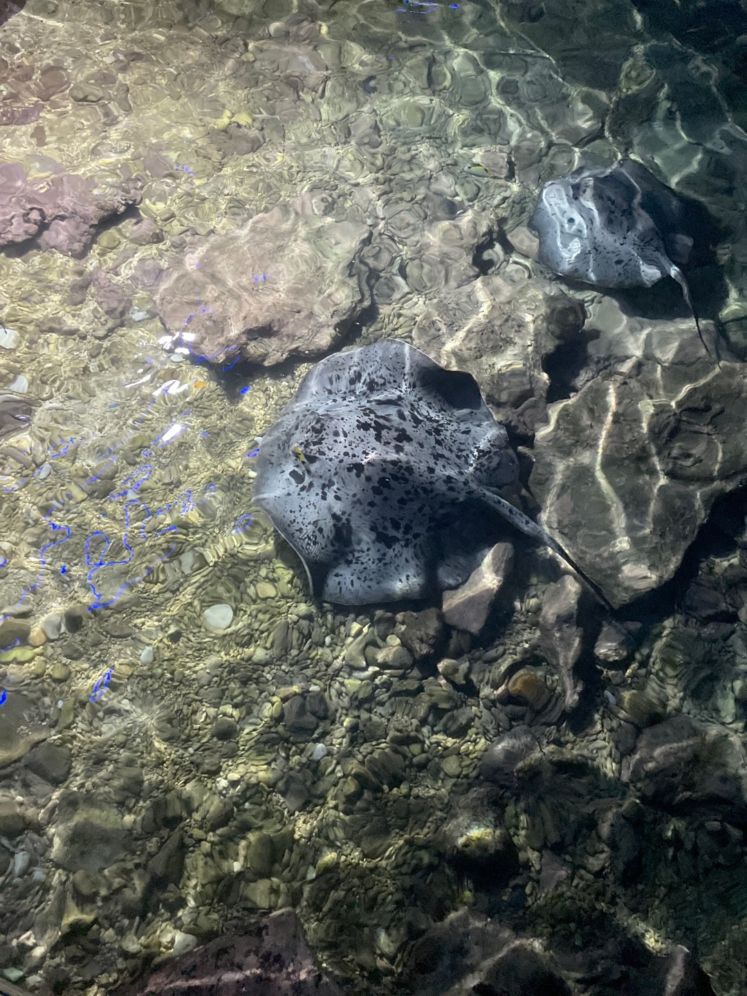 Round ribbontail ray (Taeniurops meyeni)