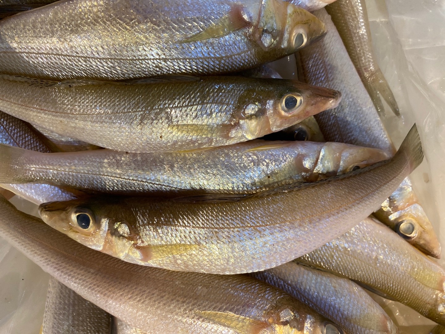 Pêche-madame ubi (Sillago schomburgkii)