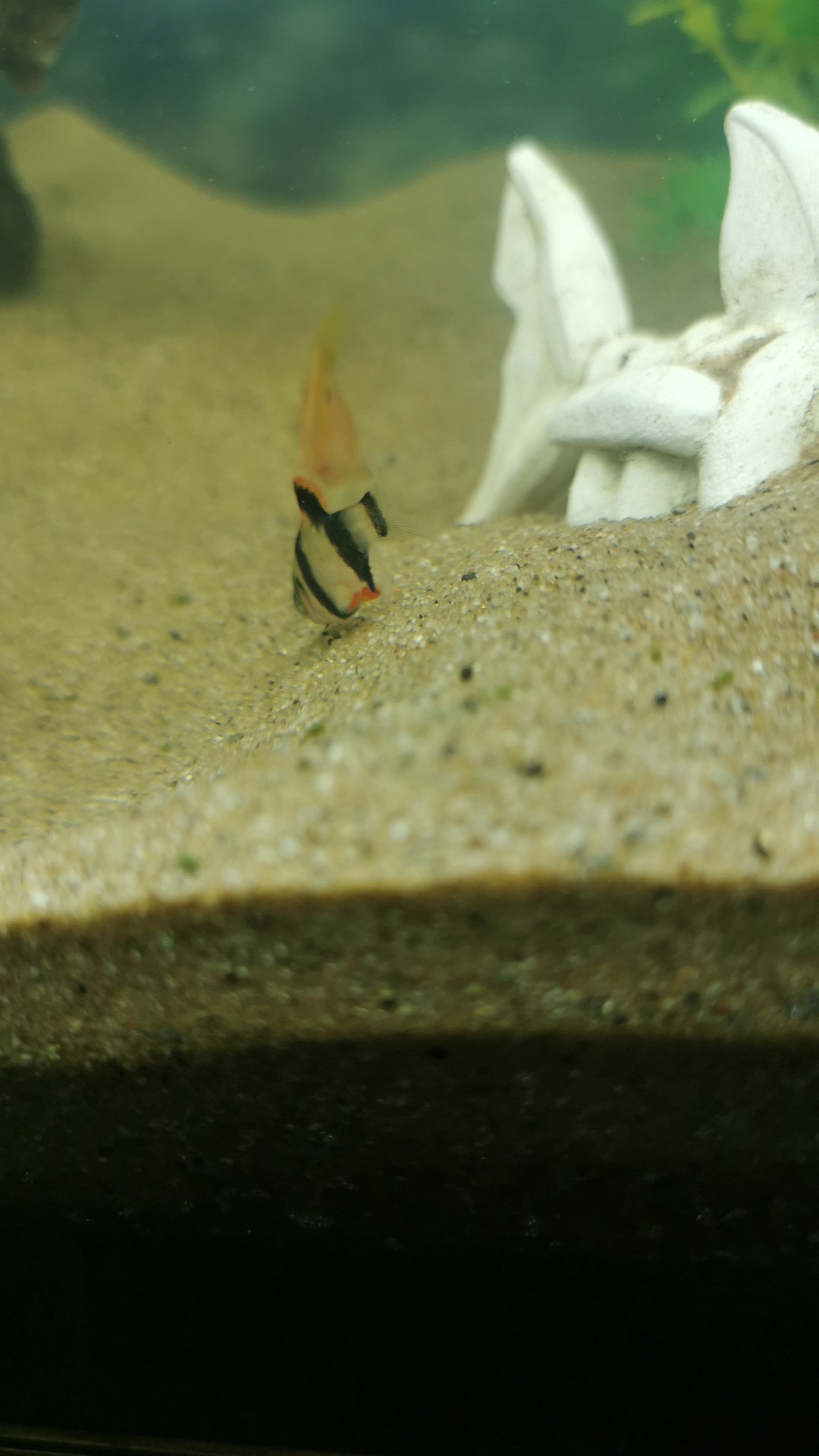 Barbo tigre (Puntigrus tetrazona)