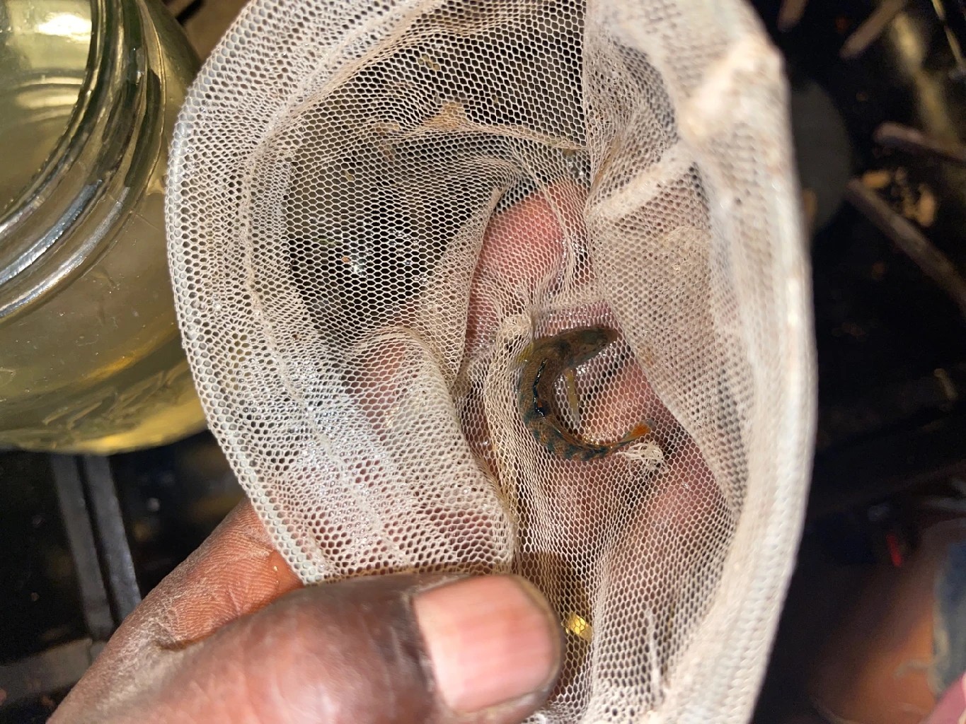 Etheostoma spectabile (Etheostoma spectabile)