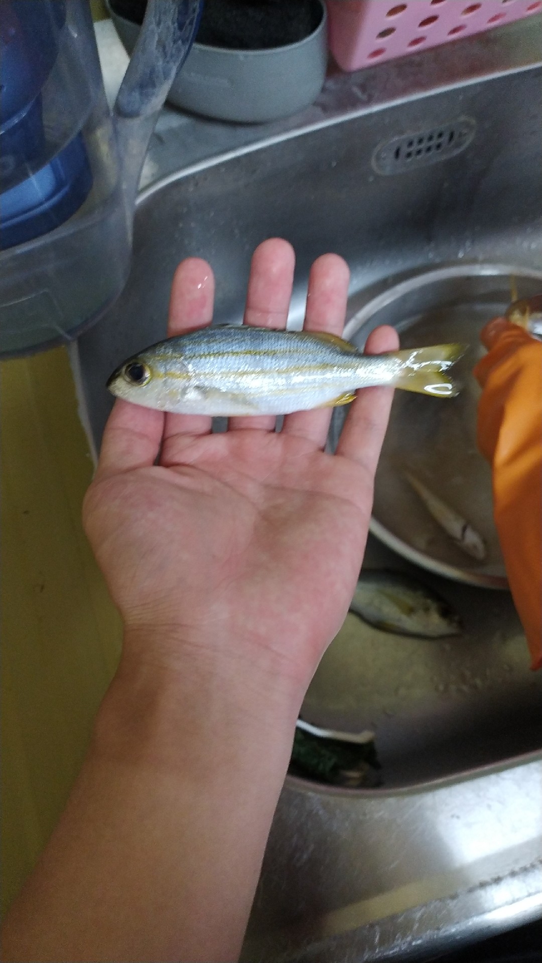 Spanish flag snapper (Lutjanus carponotatus)