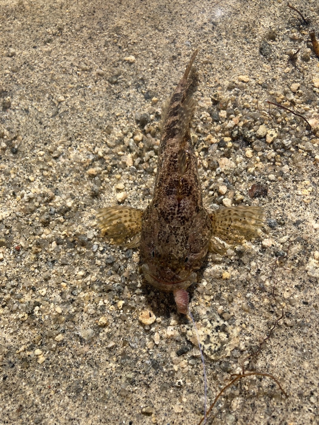 Spinyhead sculpin (Dasycottus setiger)