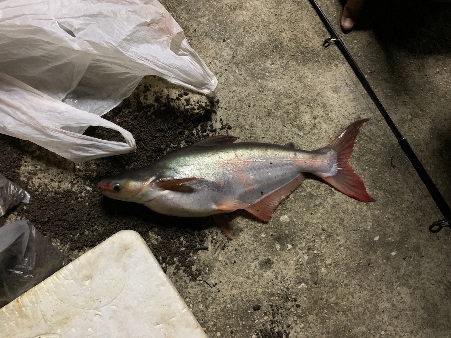 Pez gato del mekong (Pangasianodon gigas)