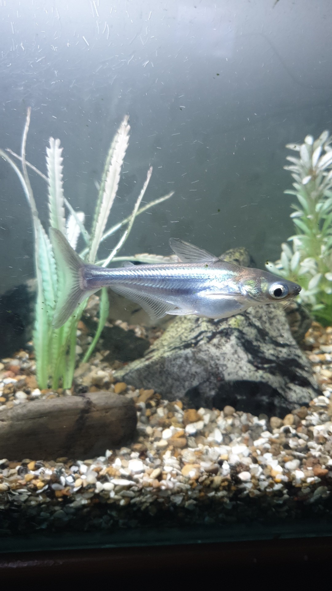 Silver butter catfish (Schilbe intermedius)