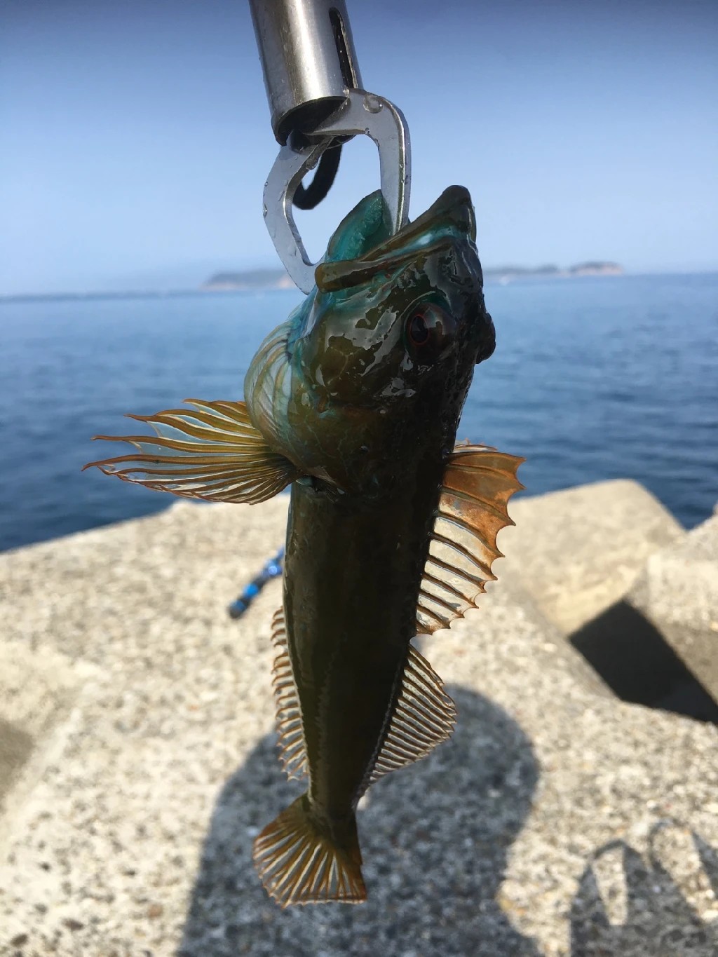 Kelpgrünling (Hexagrammos decagrammus)