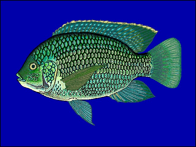 Oreochromis (Oreochromis)