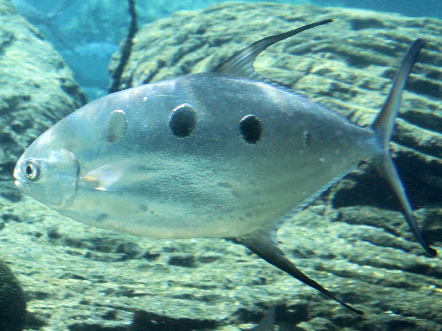 コバンアジ属 (Trachinotus)