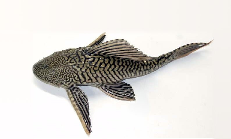 Limpia peceras (Pterygoplichthys)