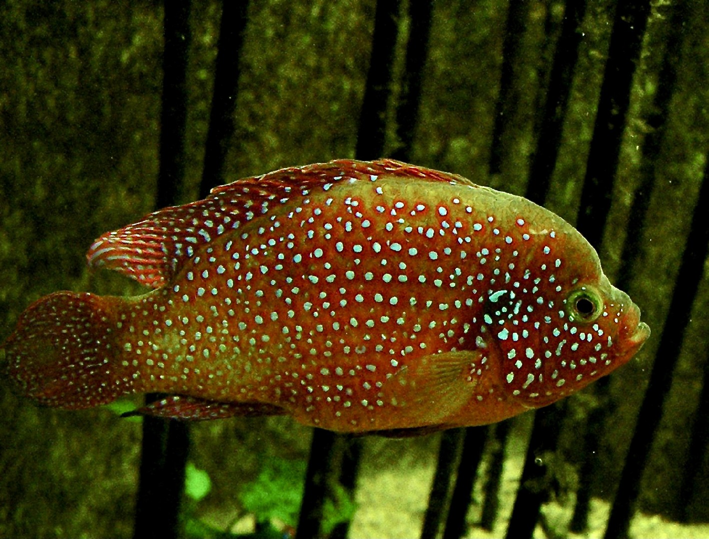 Peces joya (Hemichromis)