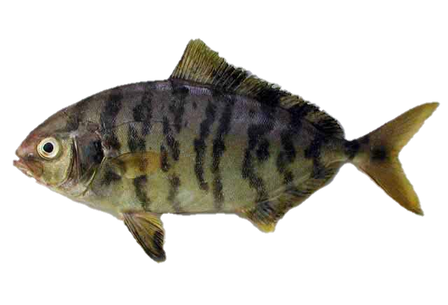 Seriola (Seriola)