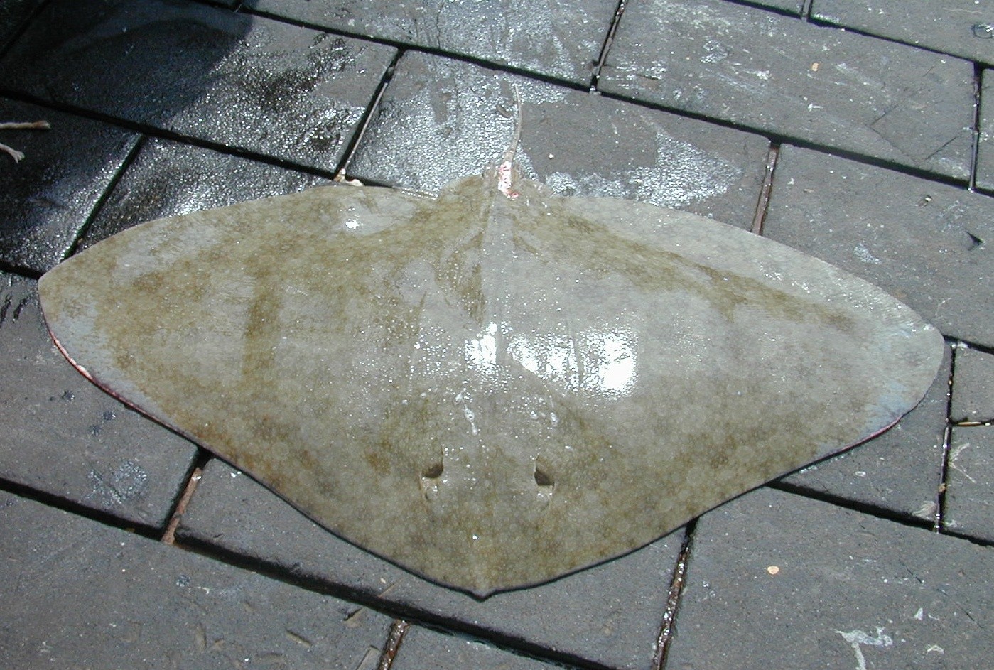 Butterfly rays (Gymnura)