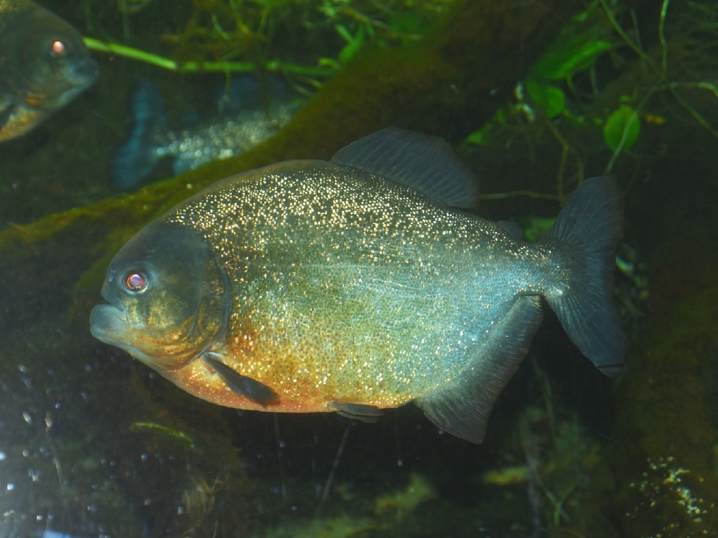 Piranha (Pygocentrus)