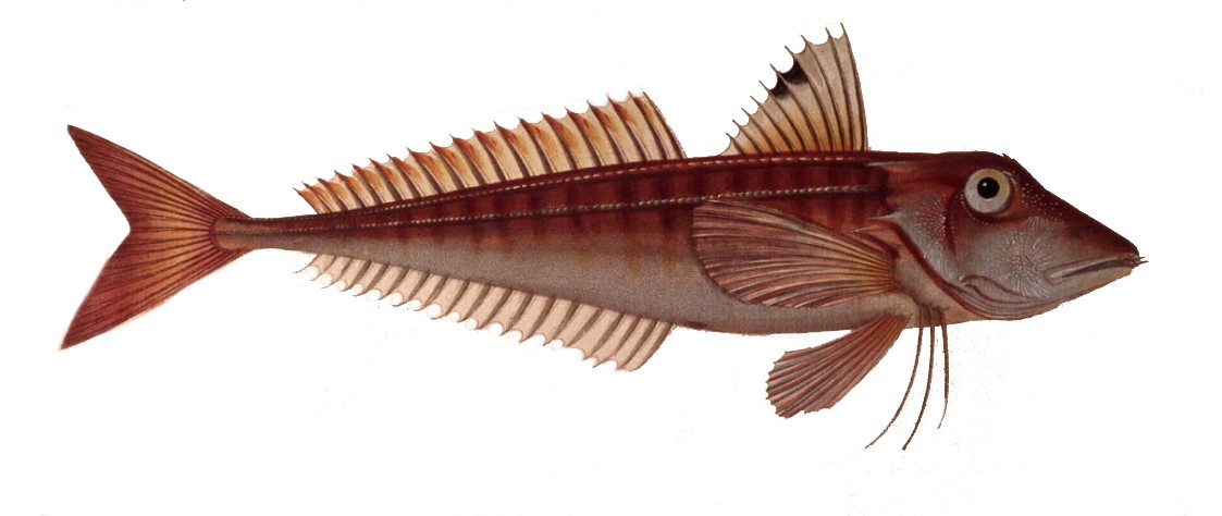 Smallscaled gurnards (Chelidonichthys)