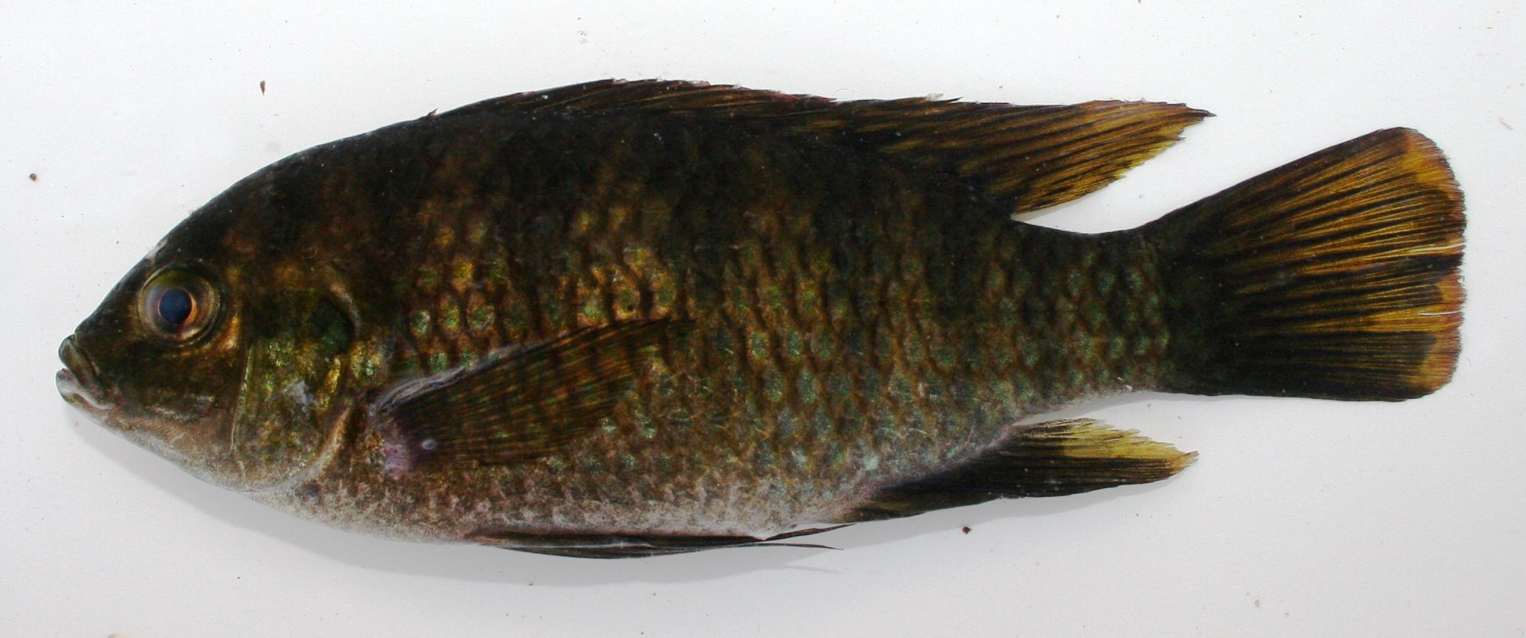 Sparrmans tilapia (Tilapia sparrmanii)