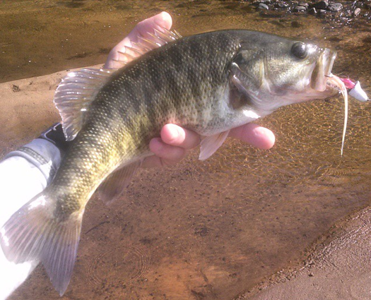 Black bass (Micropterus)