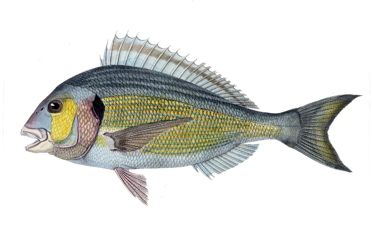 Gilt-head sea bream (Sparus aurata)