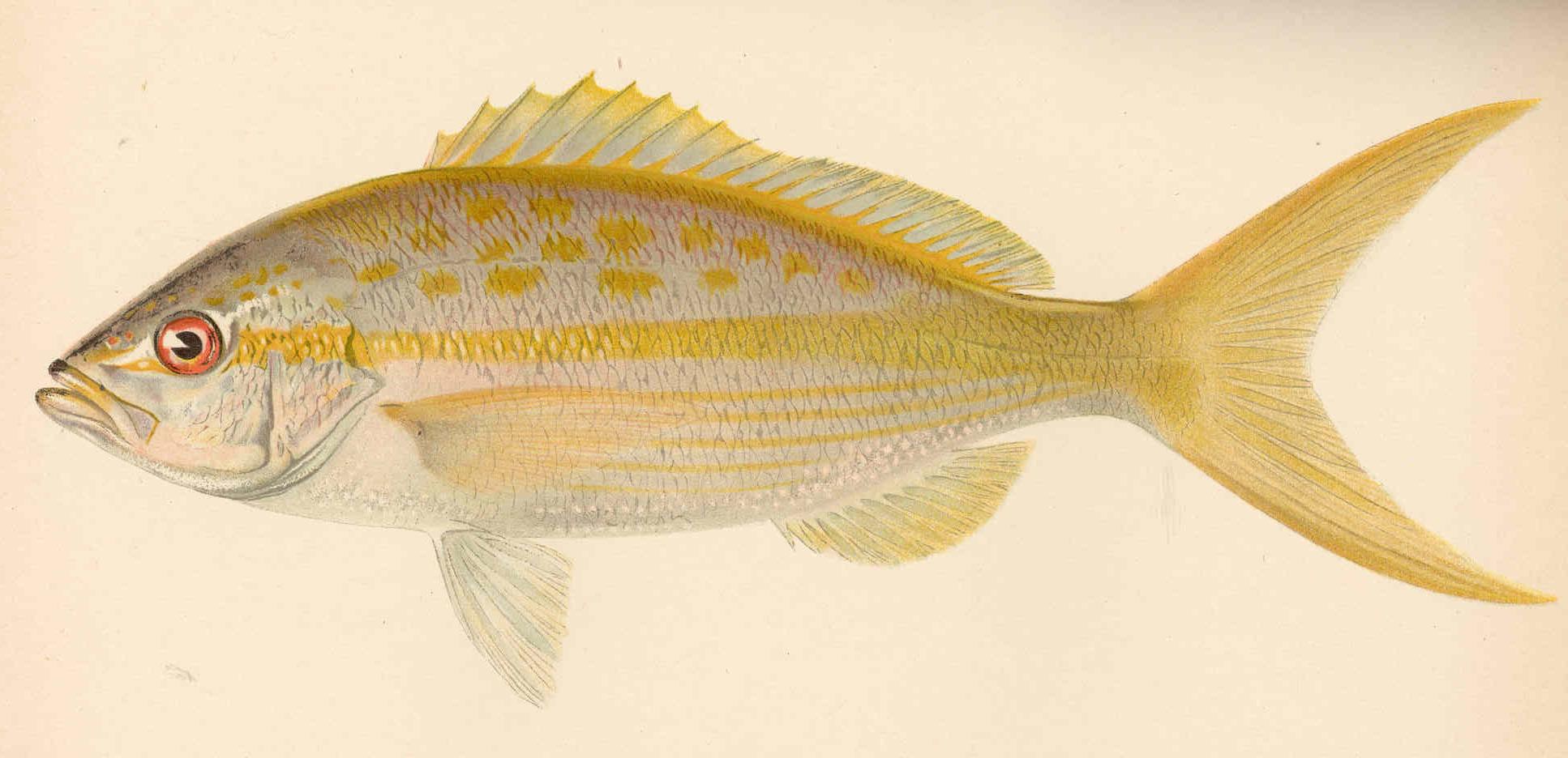 Sioba (Ocyurus chrysurus)