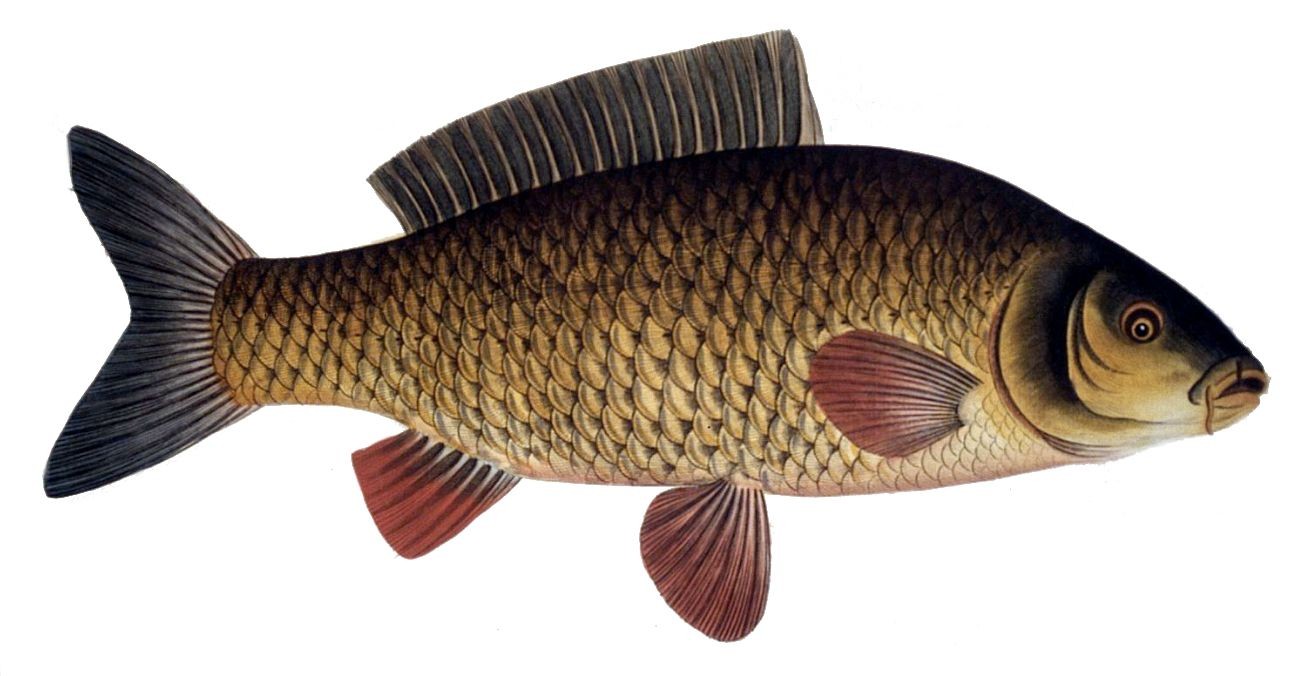 Typical carp (Cyprinus)