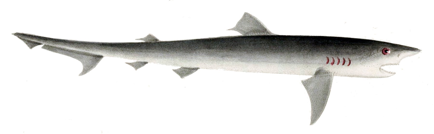 Sand tiger shark (Carcharias taurus)