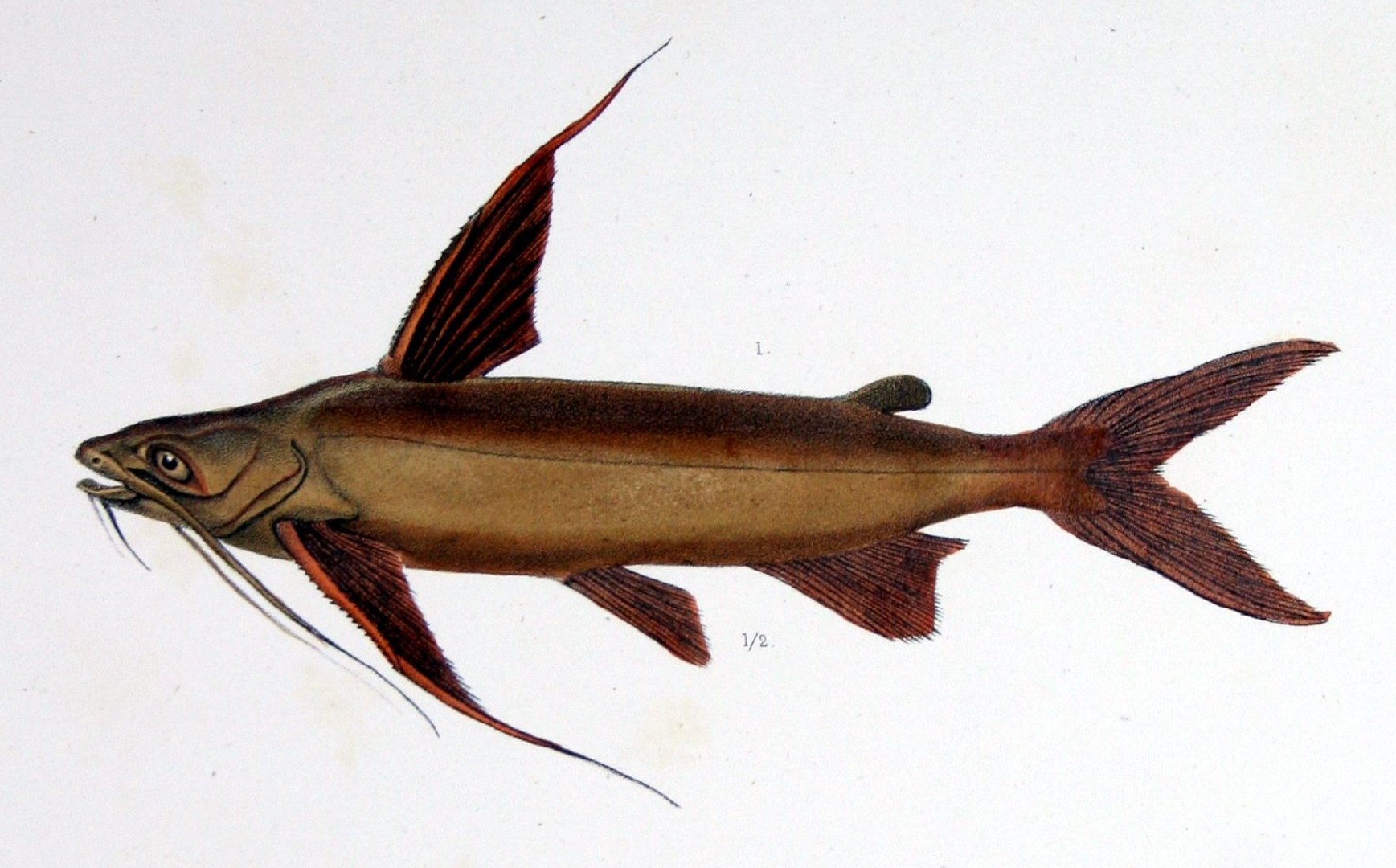 Gafftopsail catfish (Bagre marinus)