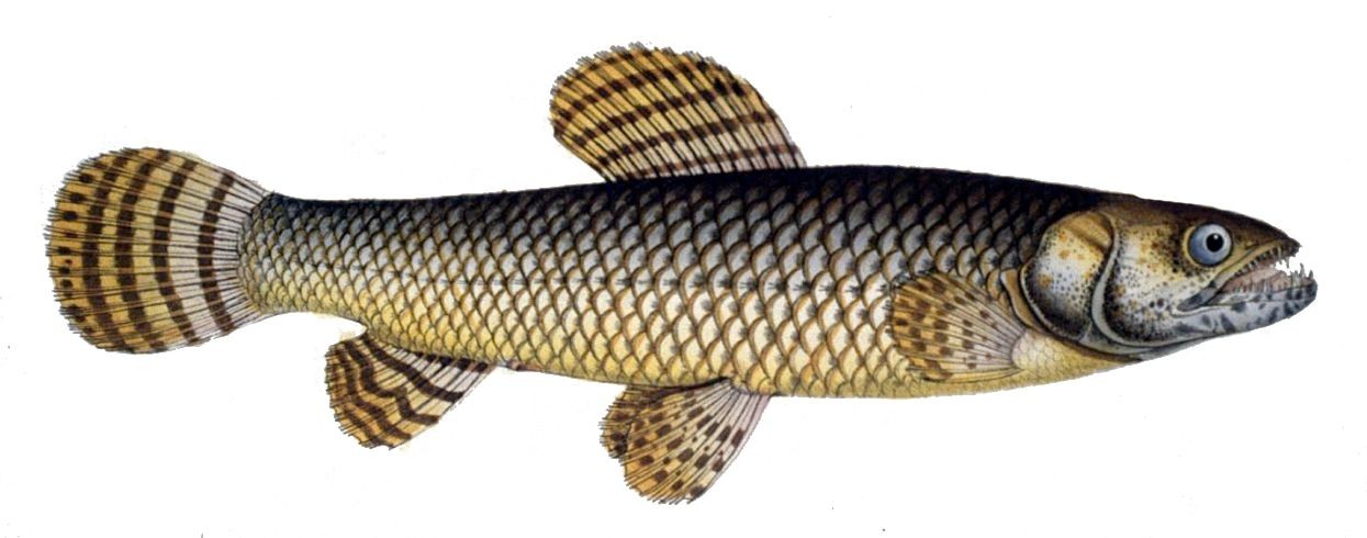 Poisson tigre (Hoplias malabaricus)