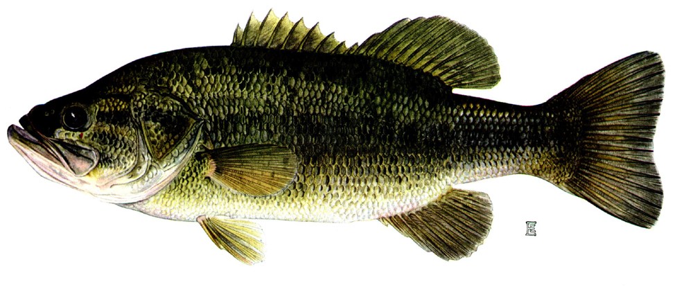 Bol'sherotyi chernyi okun' (Micropterus salmoides)