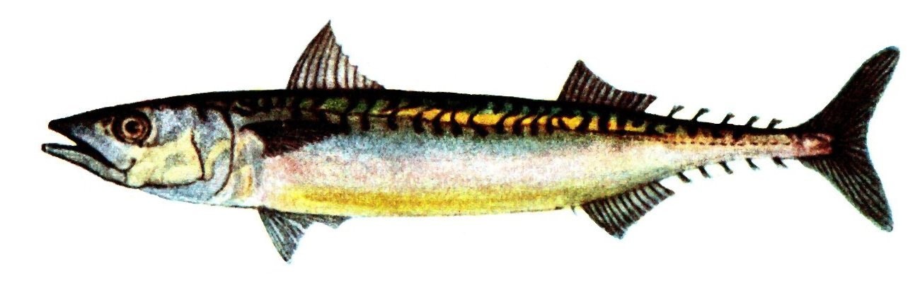 Atlantic mackerel (Scomber scombrus)