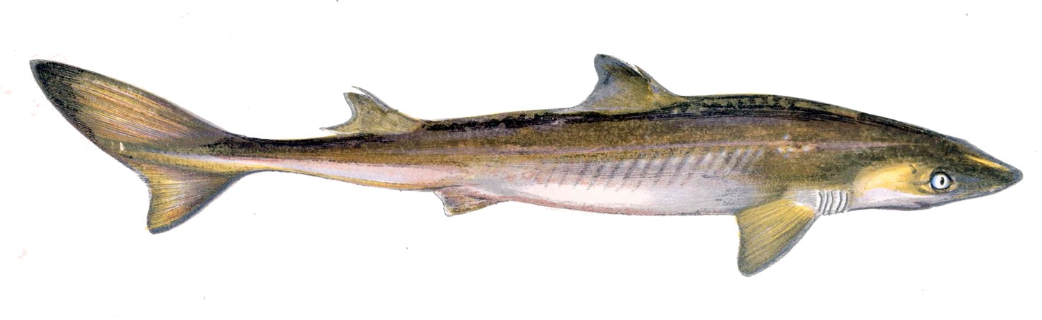 Kelb el bahr (Squalus acanthias)