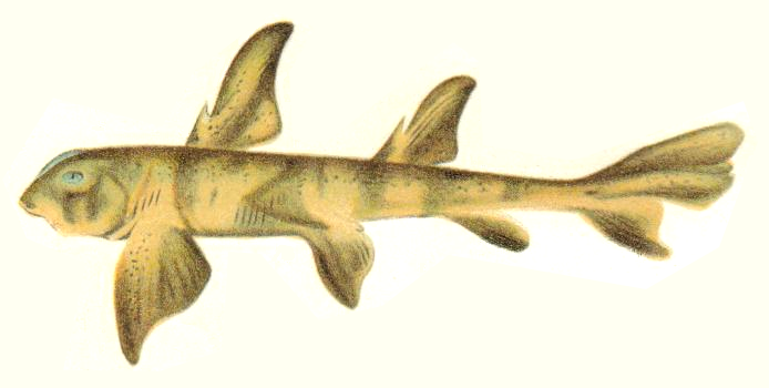 Port jackson shark (Heterodontus portusjacksoni)