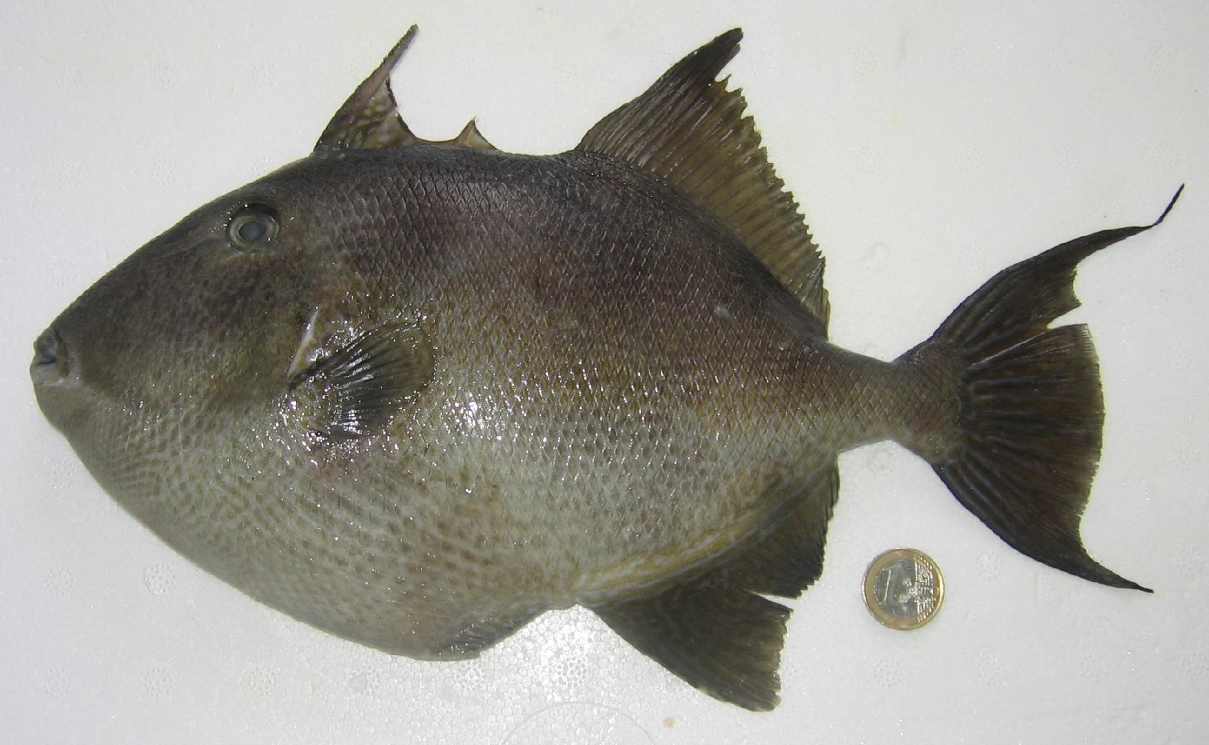 Grey triggerfish (Balistes capriscus)