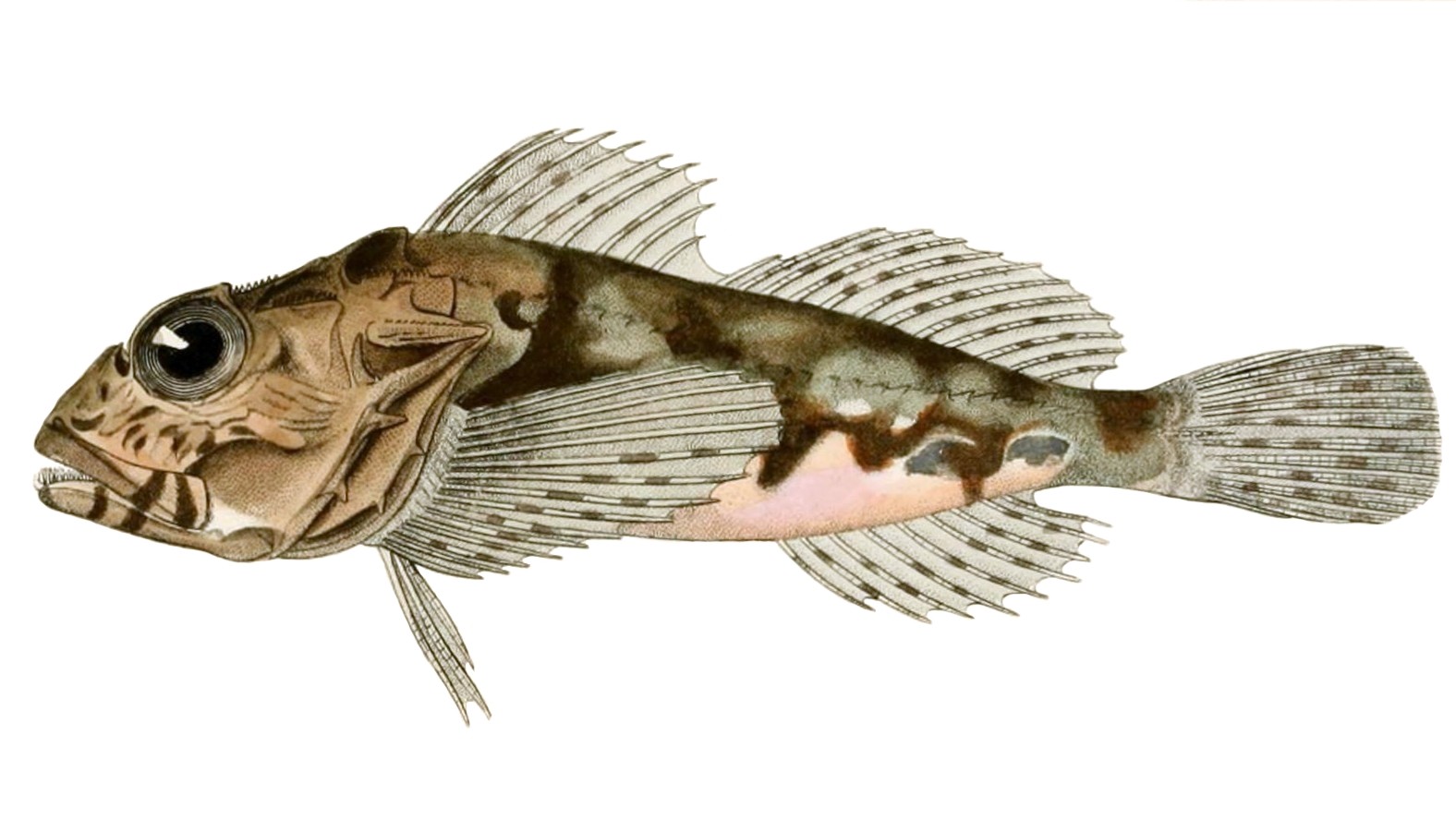 Longspined bullhead (Taurulus bubalis)