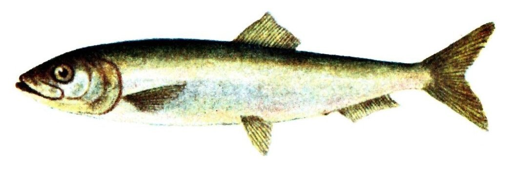 Atlantic herring (Clupea harengus)