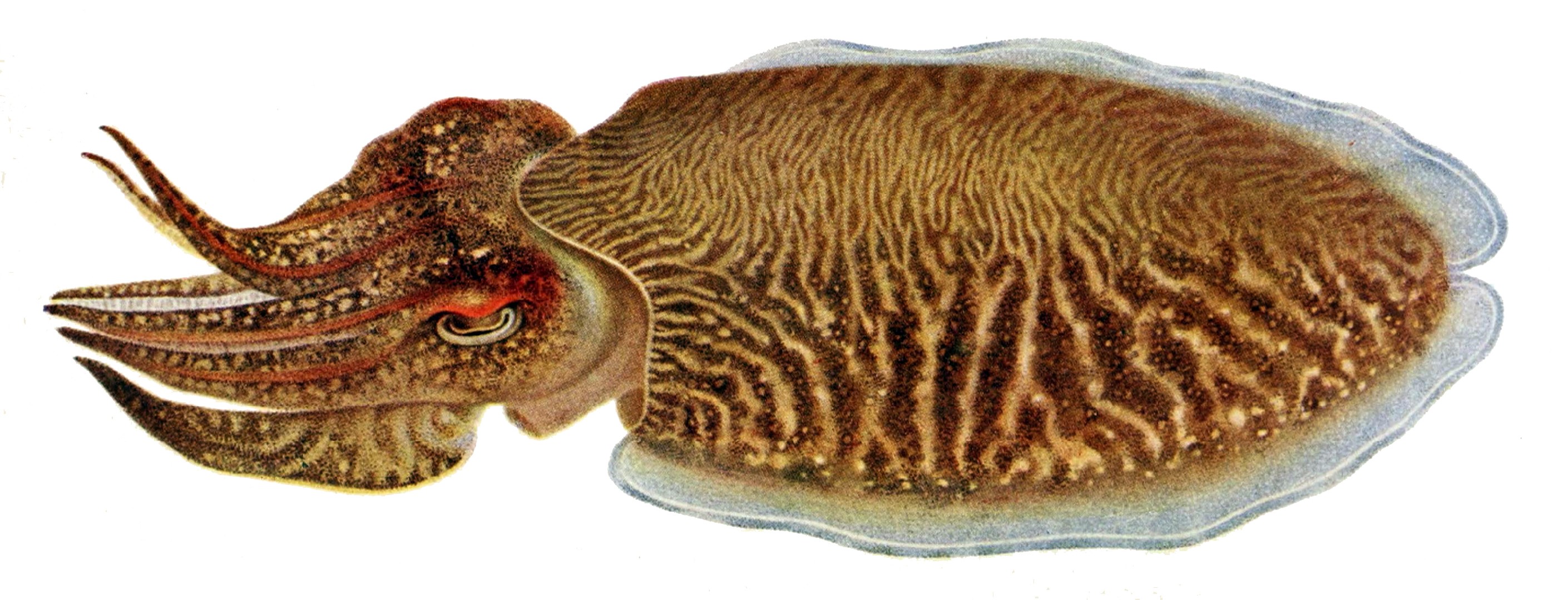 Лекарственная каракатица (Sepia officinalis)