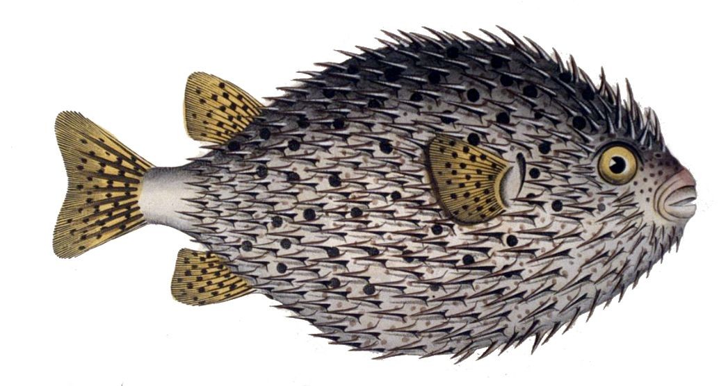 Peixe lua (Diodon hystrix)