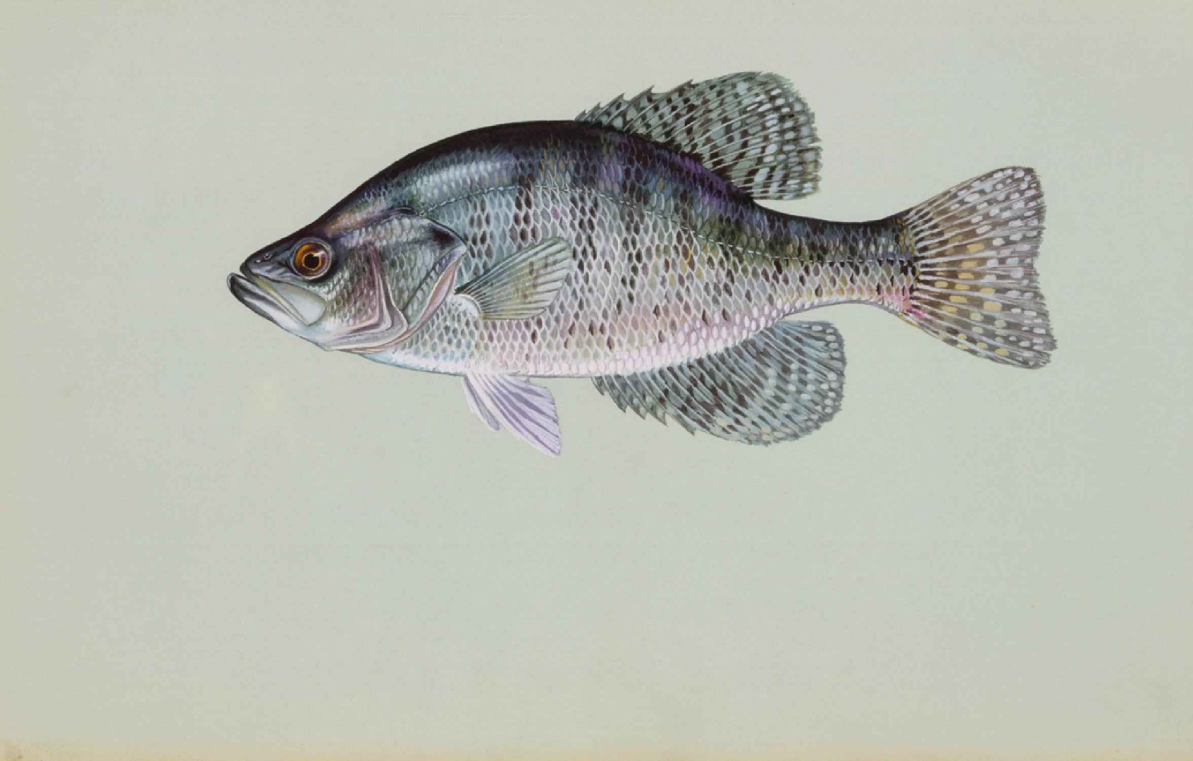 Weißer Crappie (Pomoxis annularis)