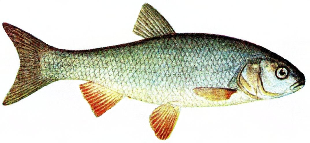 Cacho (Leuciscus idus)