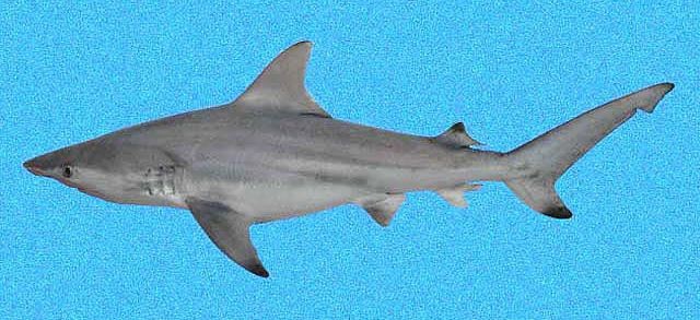 Squalo pinne nere (Carcharhinus limbatus)