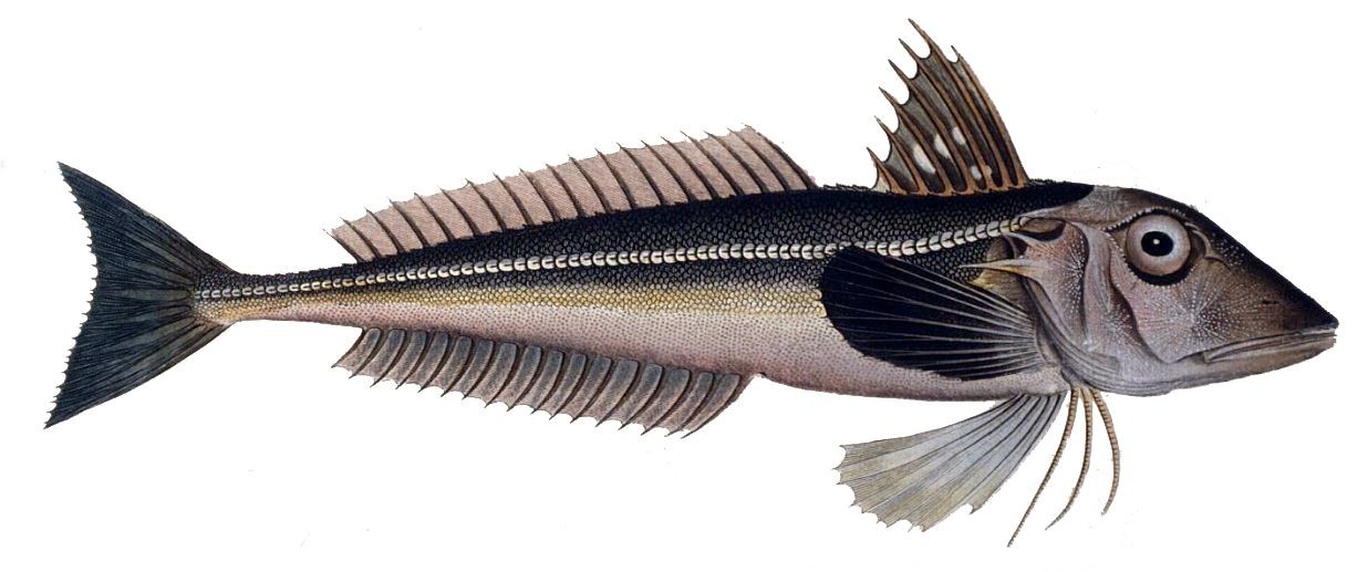 Djâj sakhry (Eutrigla gurnardus)