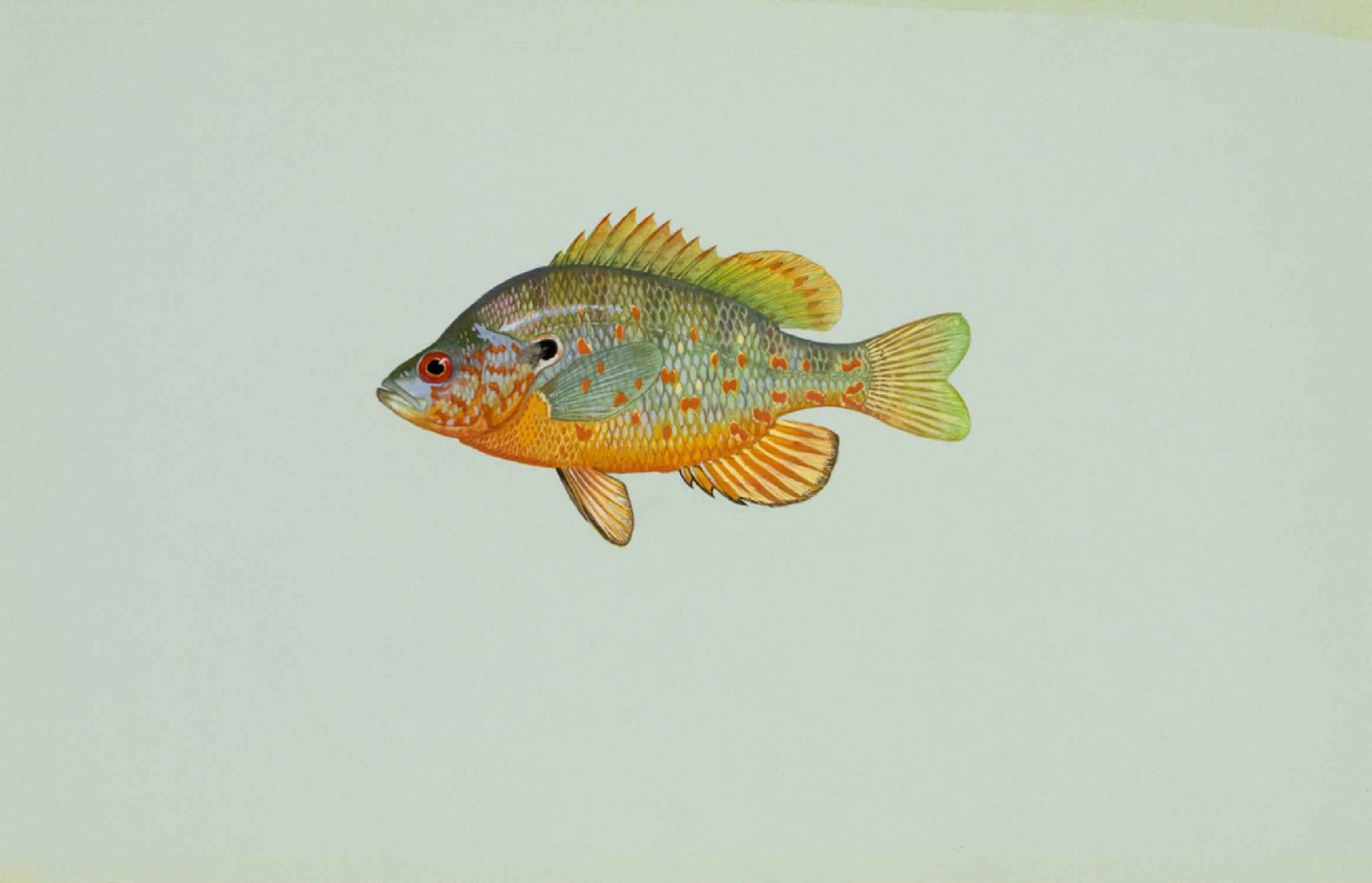 橙點太陽魚 (Lepomis humilis)