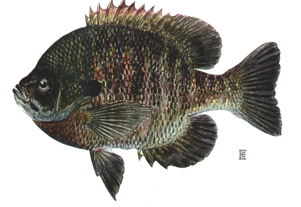 Синежаберный солнечник (Lepomis macrochirus)