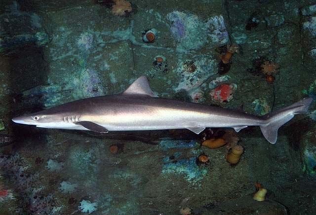 School shark (Galeorhinus galeus)