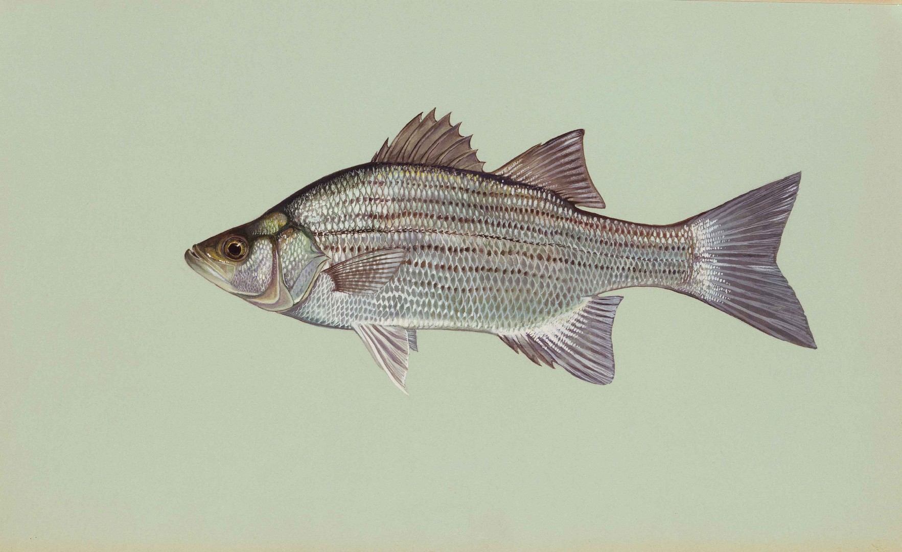 White bass (Morone chrysops)