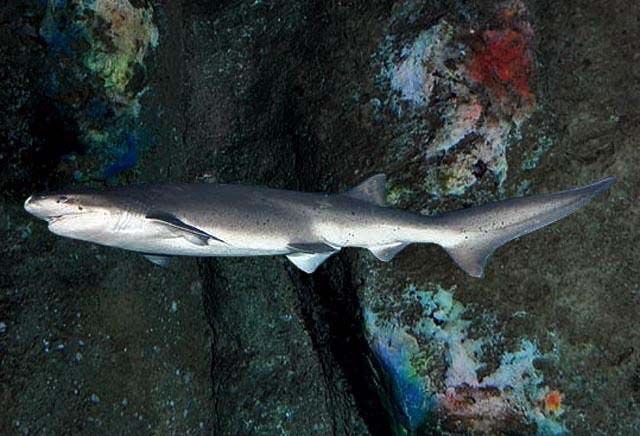 Broadnose sevengill shark (Notorynchus)