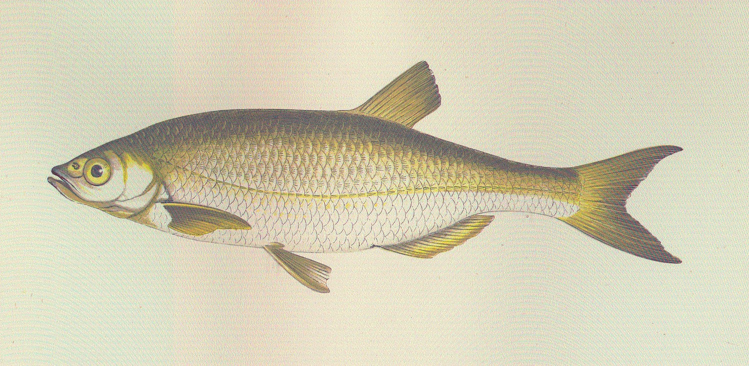 Ukleya (Alburnus alburnus)