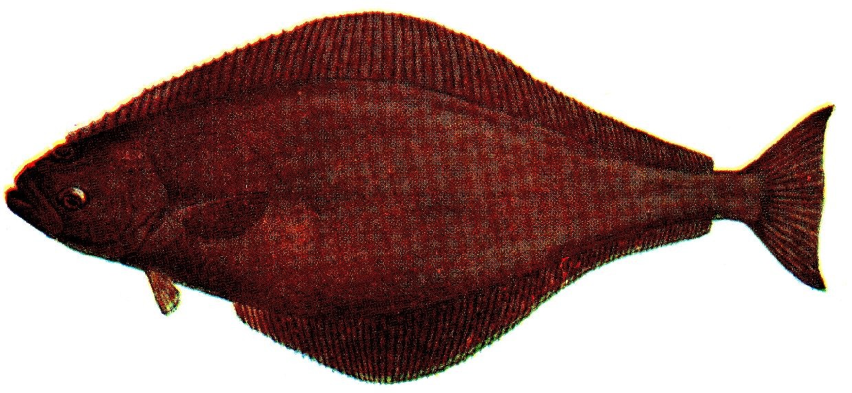 Halibut (Hippoglossus)