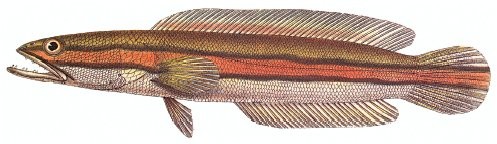 Snakehead (Channa)