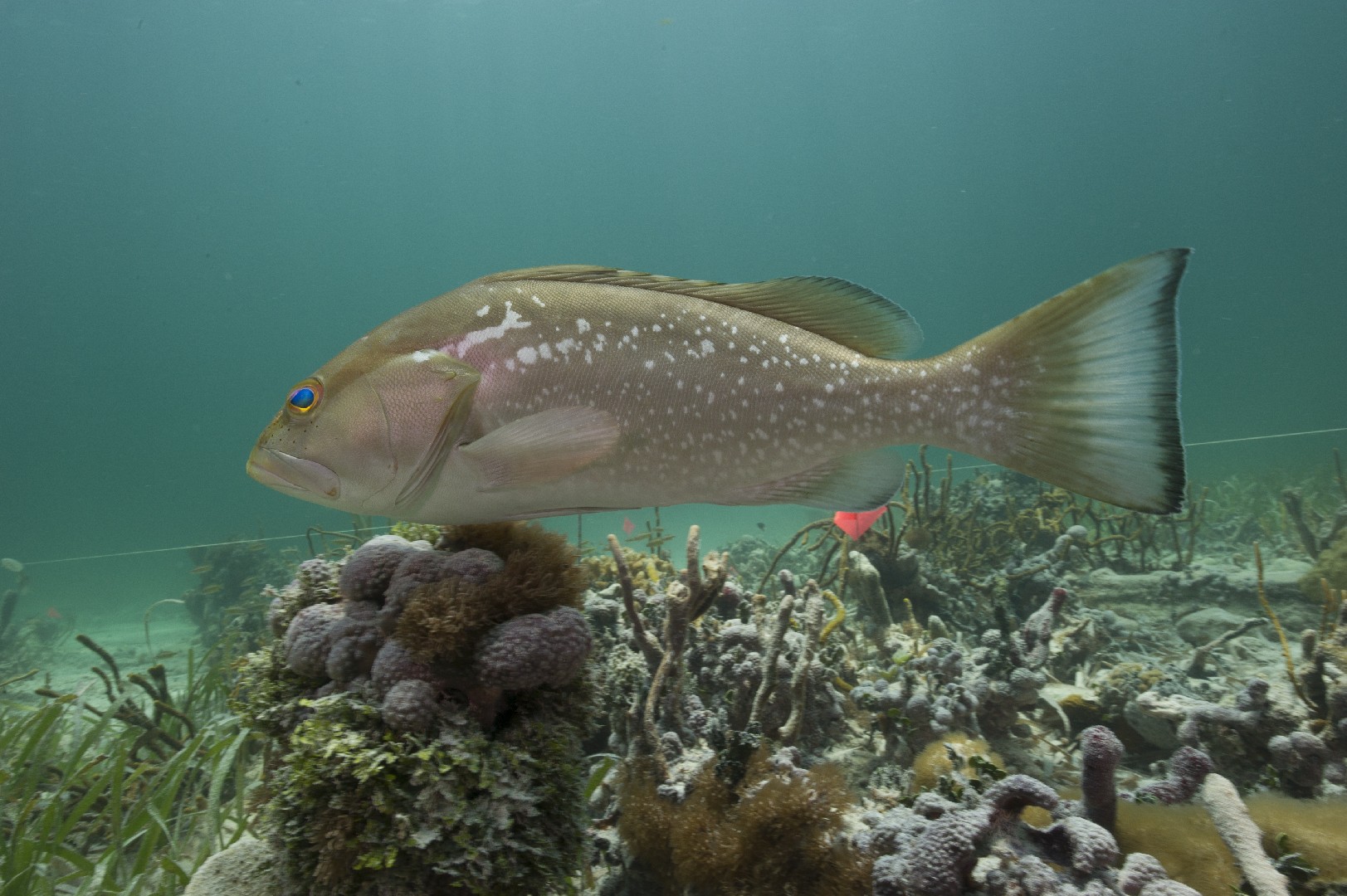 Nogue couleur rouge (Epinephelus morio)